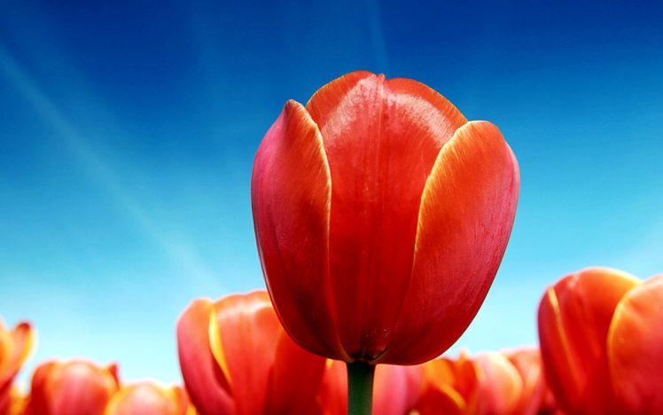 red, Tulips HD Wallpaper Desktop Background
