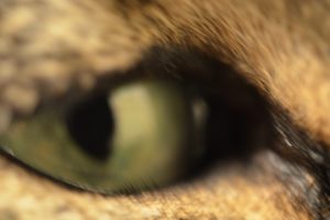 close up, Eyes, Cats