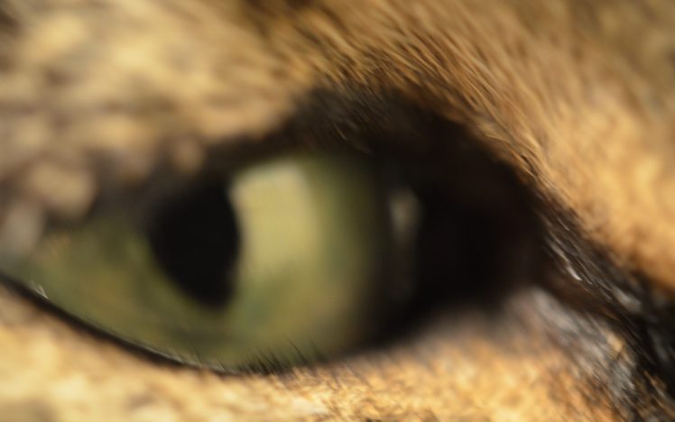 close up, Eyes, Cats HD Wallpaper Desktop Background