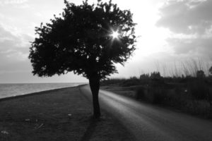 tree, By, The, Ocean, Black, And, White, Photo