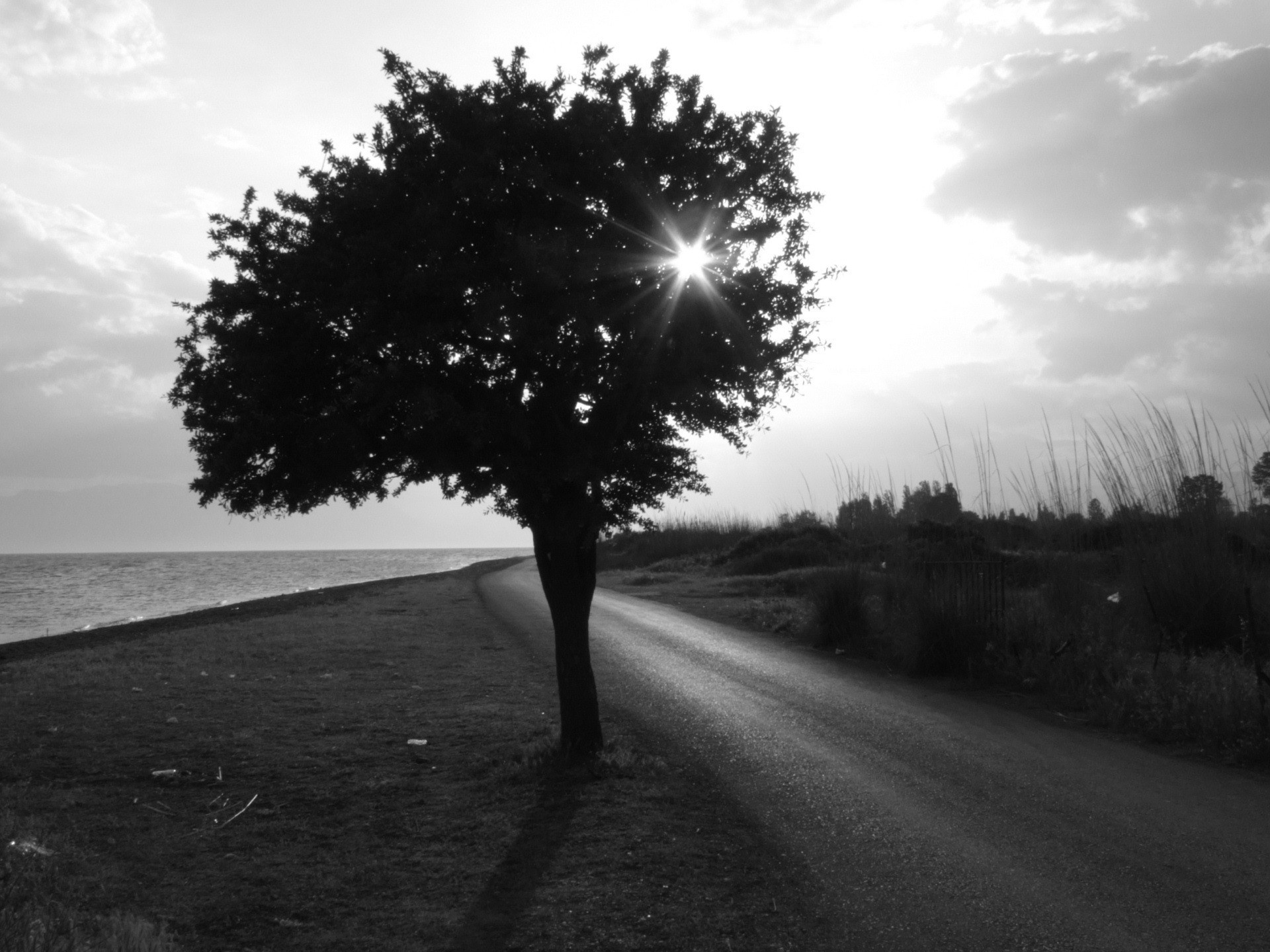 tree, By, The, Ocean, Black, And, White, Photo Wallpaper