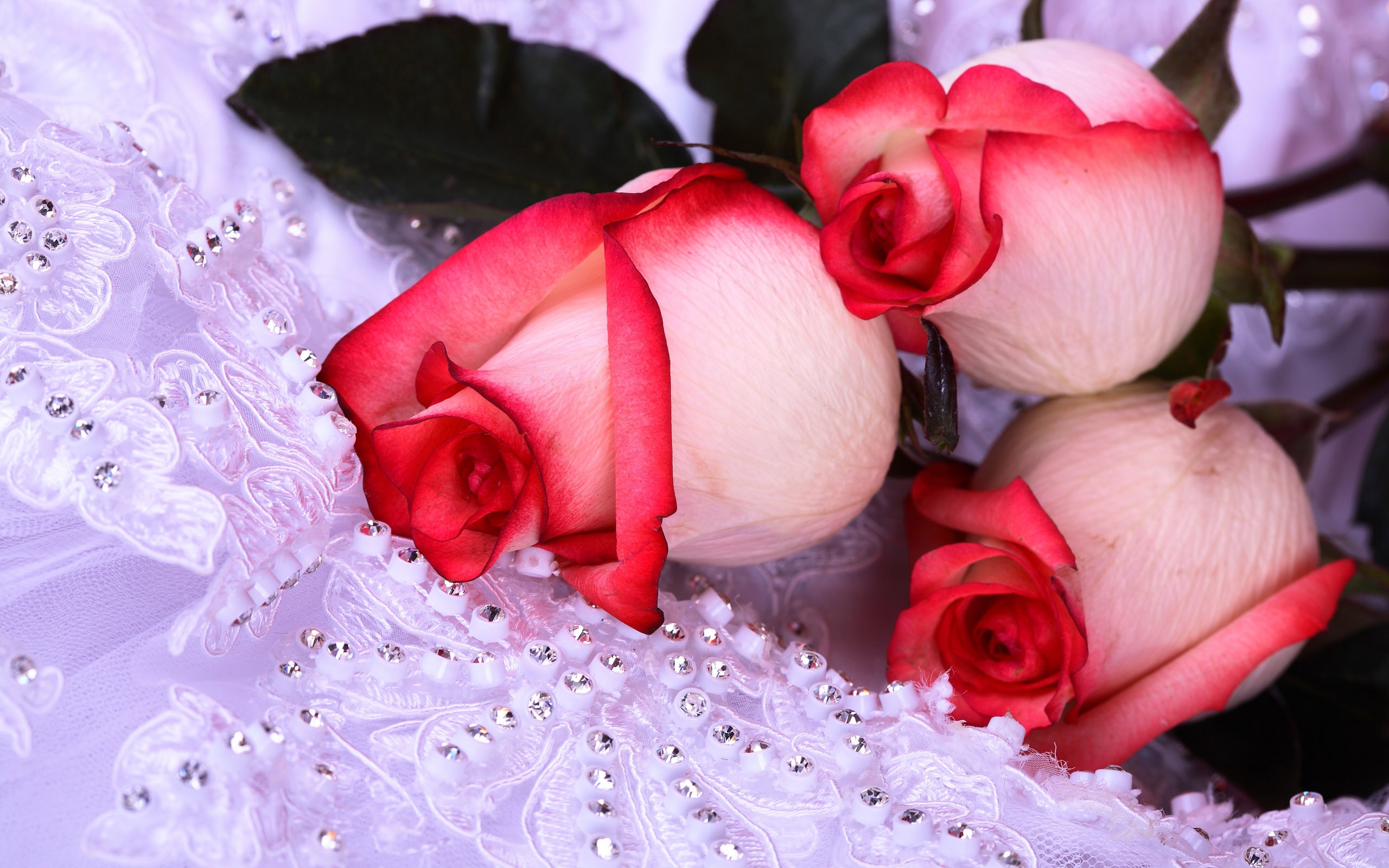 flowers, Roses Wallpaper