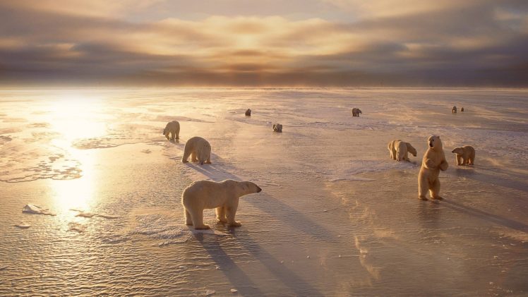 polar, Bears HD Wallpaper Desktop Background