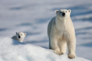 polar, Bear, Cub