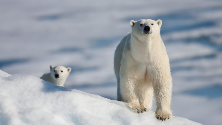 polar, Bear, Cub HD Wallpaper Desktop Background