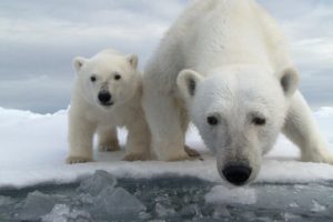 polar, Bear, Cub
