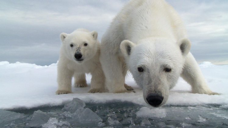 polar, Bear, Cub HD Wallpaper Desktop Background