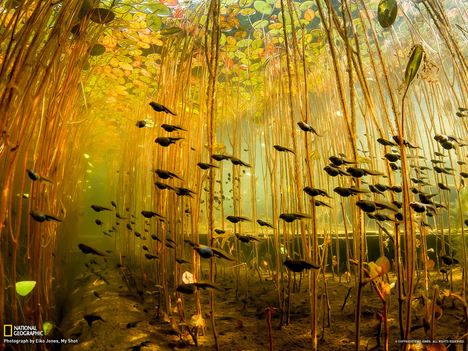 tadpole, Amphibian, Frog, Toad, Baby, Underwater, Lake, River Wallpaper