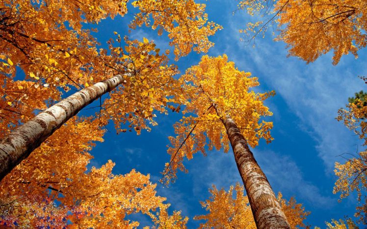 autumn, Trees, Forest, Sky HD Wallpaper Desktop Background