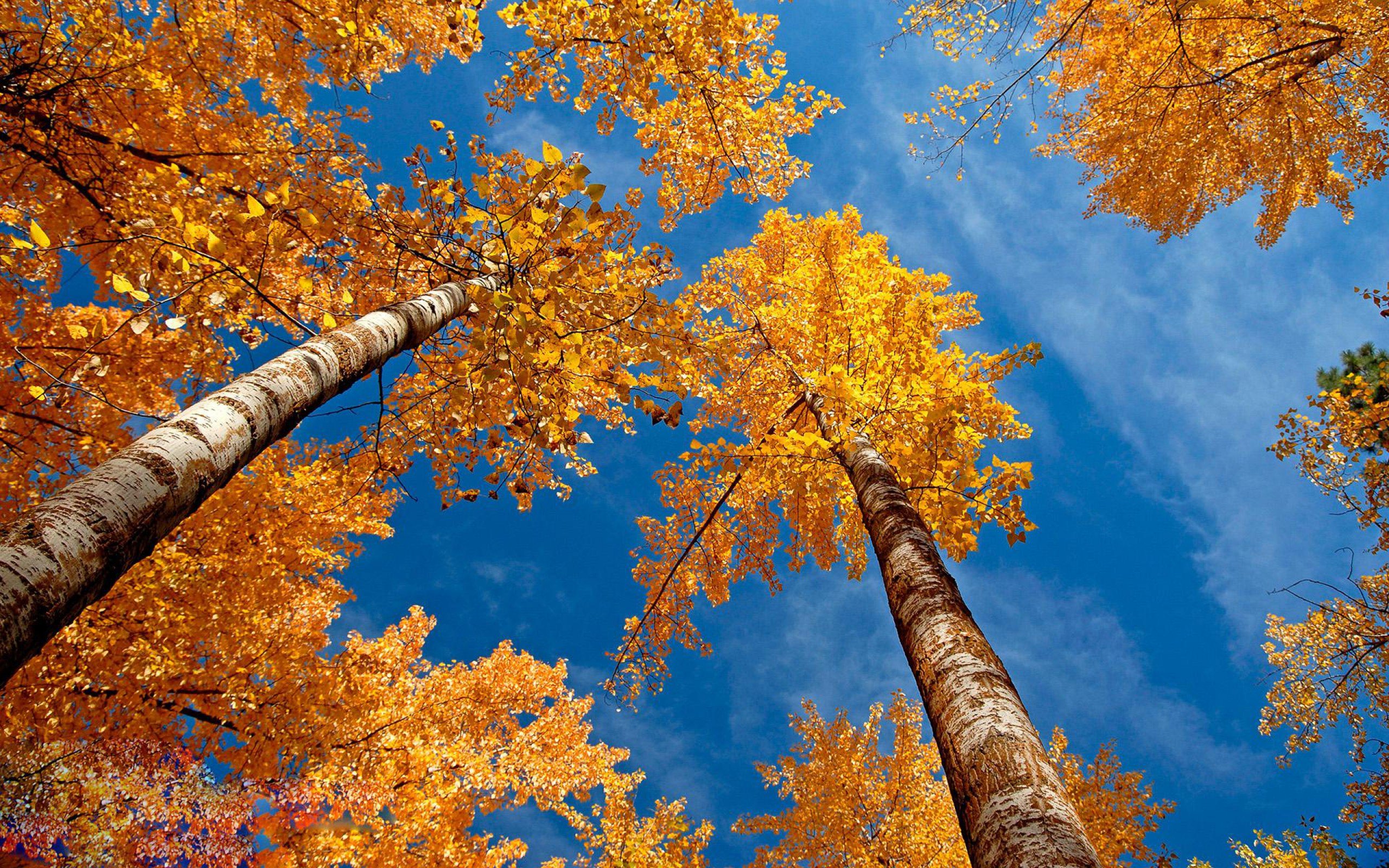 autumn, Trees, Forest, Sky Wallpaper