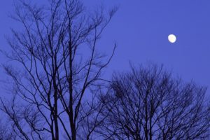 japan, Trees, Night, Moon