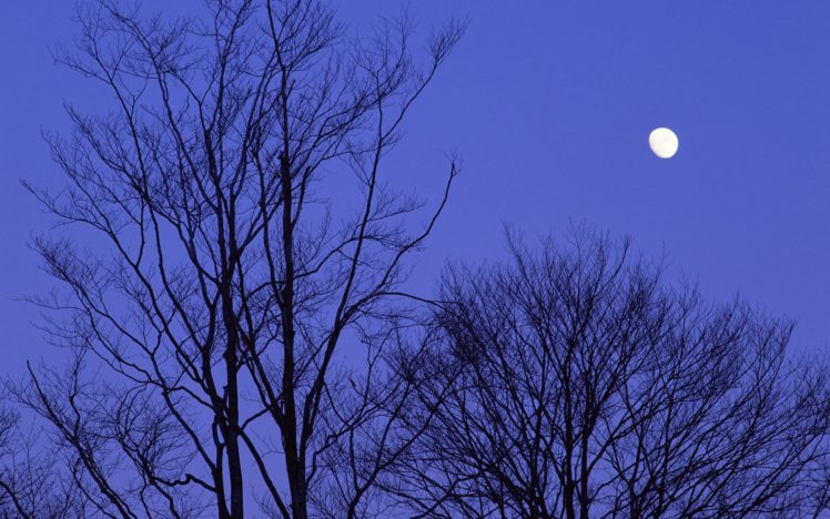 japan, Trees, Night, Moon HD Wallpaper Desktop Background