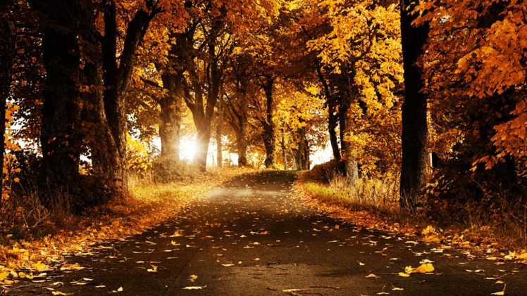 autumn, Nature, Trees, Forest HD Wallpaper Desktop Background