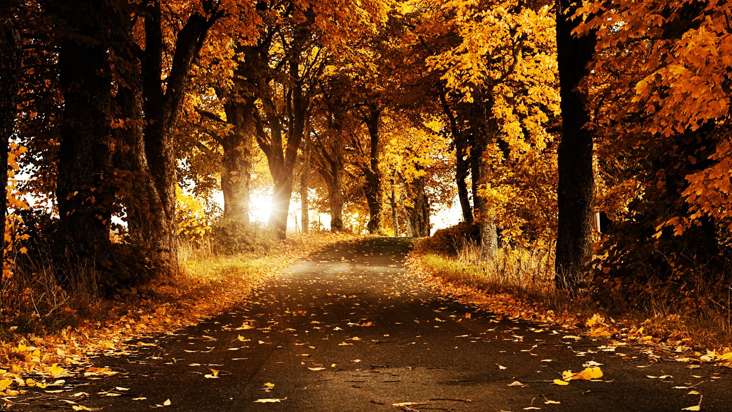 autumn, Nature, Trees, Forest Wallpaper