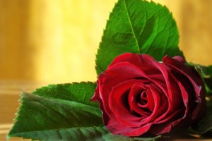 rose, Flower, Love, Life, Red