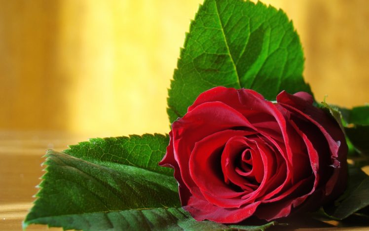 rose, Flower, Love, Life, Red HD Wallpaper Desktop Background