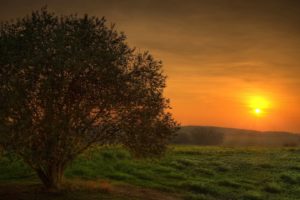 sunset, Landscapes, Trees, Fields