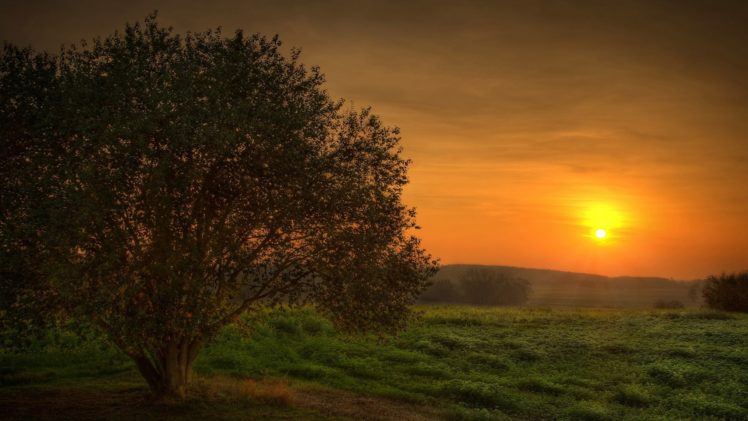 sunset, Landscapes, Trees, Fields HD Wallpaper Desktop Background