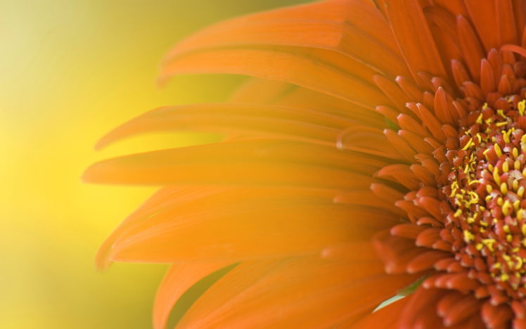 widescreen, Sunflower HD Wallpaper Desktop Background