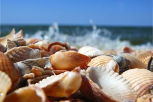 seashells, On, Beach