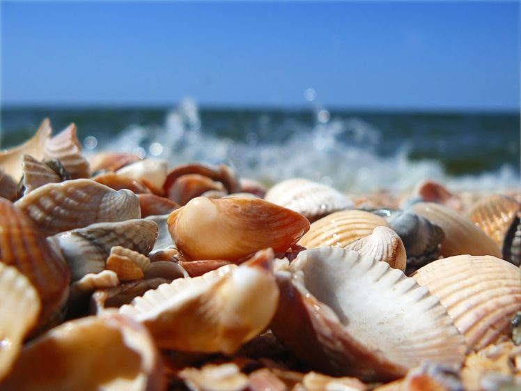 seashells, On, Beach Wallpapers HD / Desktop and Mobile Backgrounds