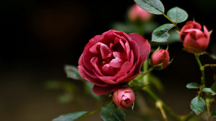 roses, Flowers, Nature, Spring, Love, Life HD Wallpaper Desktop Background