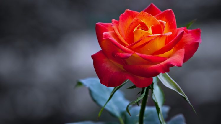 rose, Flower, Love, Life, Red HD Wallpaper Desktop Background