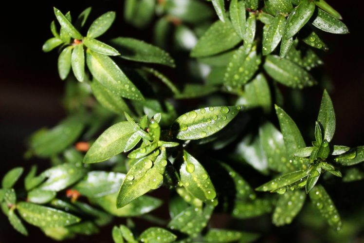 myrtle, Leaves, Drops, Macro, Plants HD Wallpaper Desktop Background