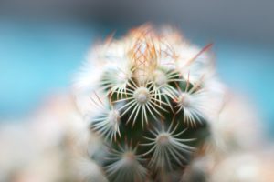 cactus, Macro, Spines, Plant
