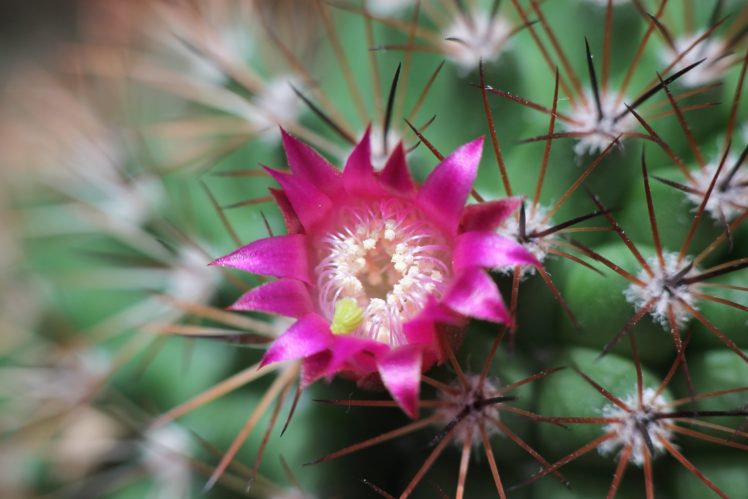 cactus, Flower, Spines, Macro HD Wallpaper Desktop Background