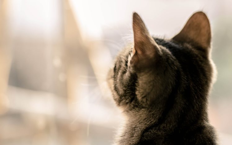 cats, Animals, Ears HD Wallpaper Desktop Background