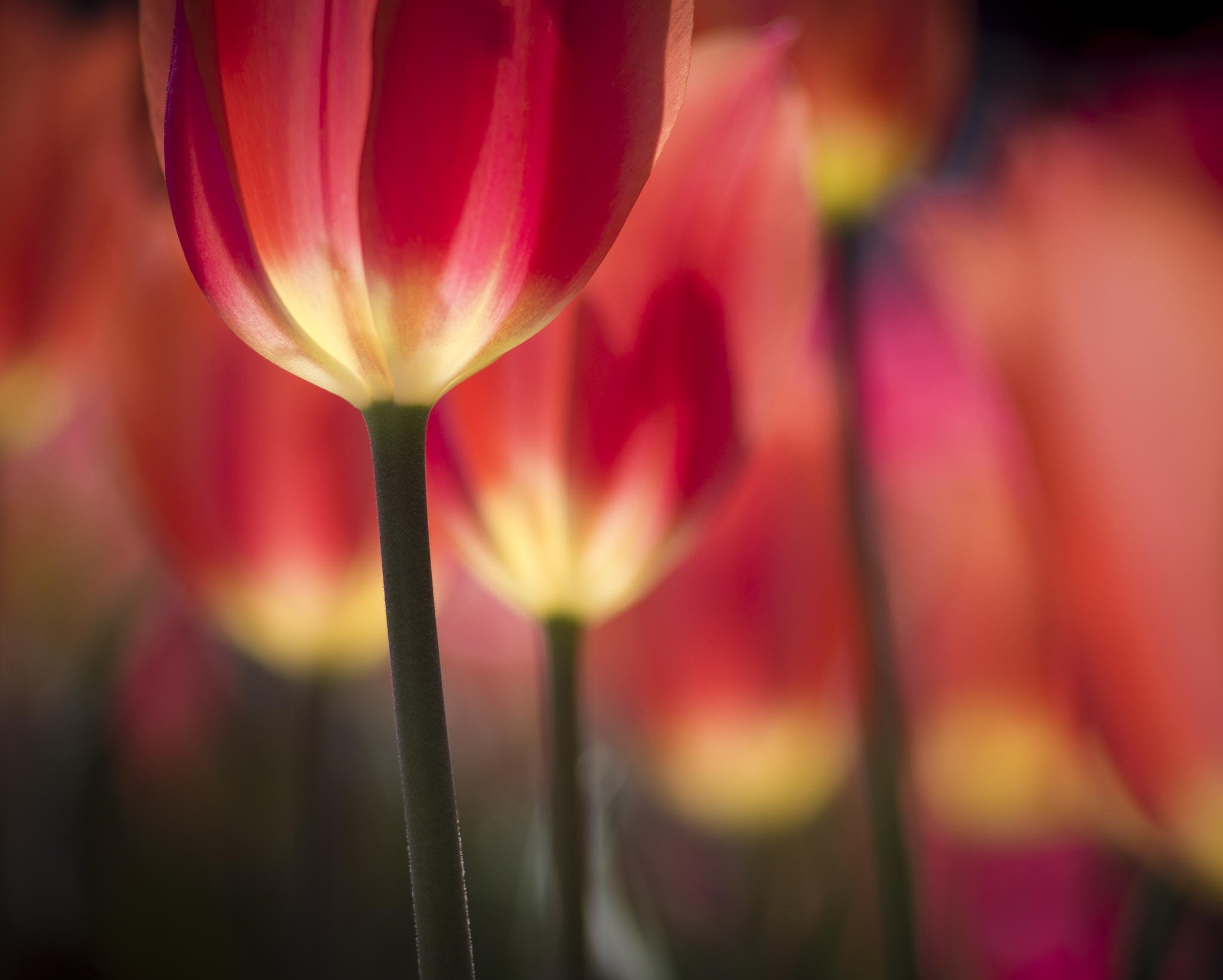 nature, Flower, Beautiful, Flowers, Plant, Colorful, Petals Wallpaper