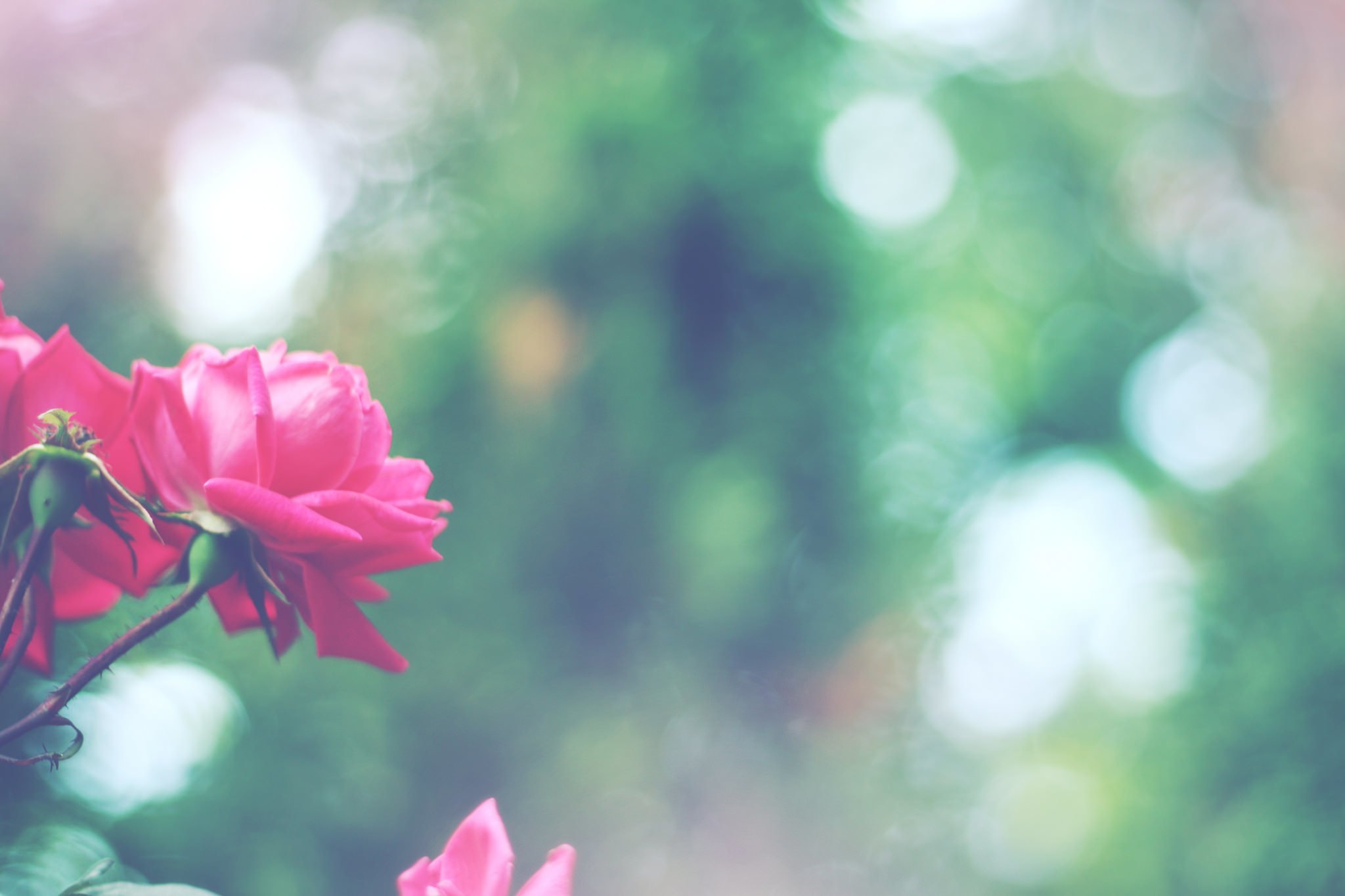 nature, Flower, Beautiful, Flowers, Plant, Colorful, Petals Wallpaper