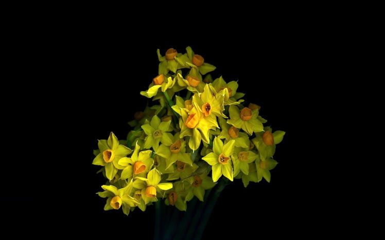 nature, Flower, Beautiful, Flowers, Plant, Colorful, Petals HD Wallpaper Desktop Background