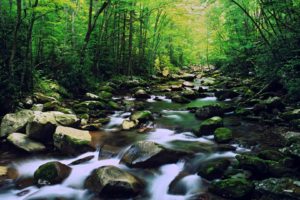 forest, Rocks, Moss, Rivers, National, Park, North, Carolina, Slow, Shutter, Speed