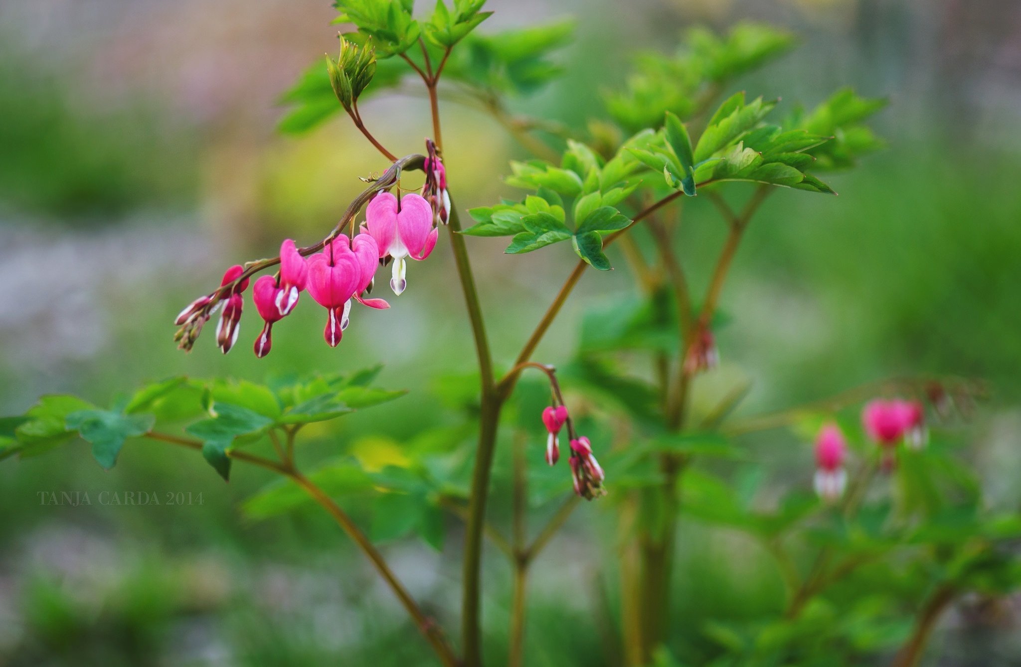 nature, Flower, Beautiful, Flowers, Plant, Colorful, Petals Wallpaper