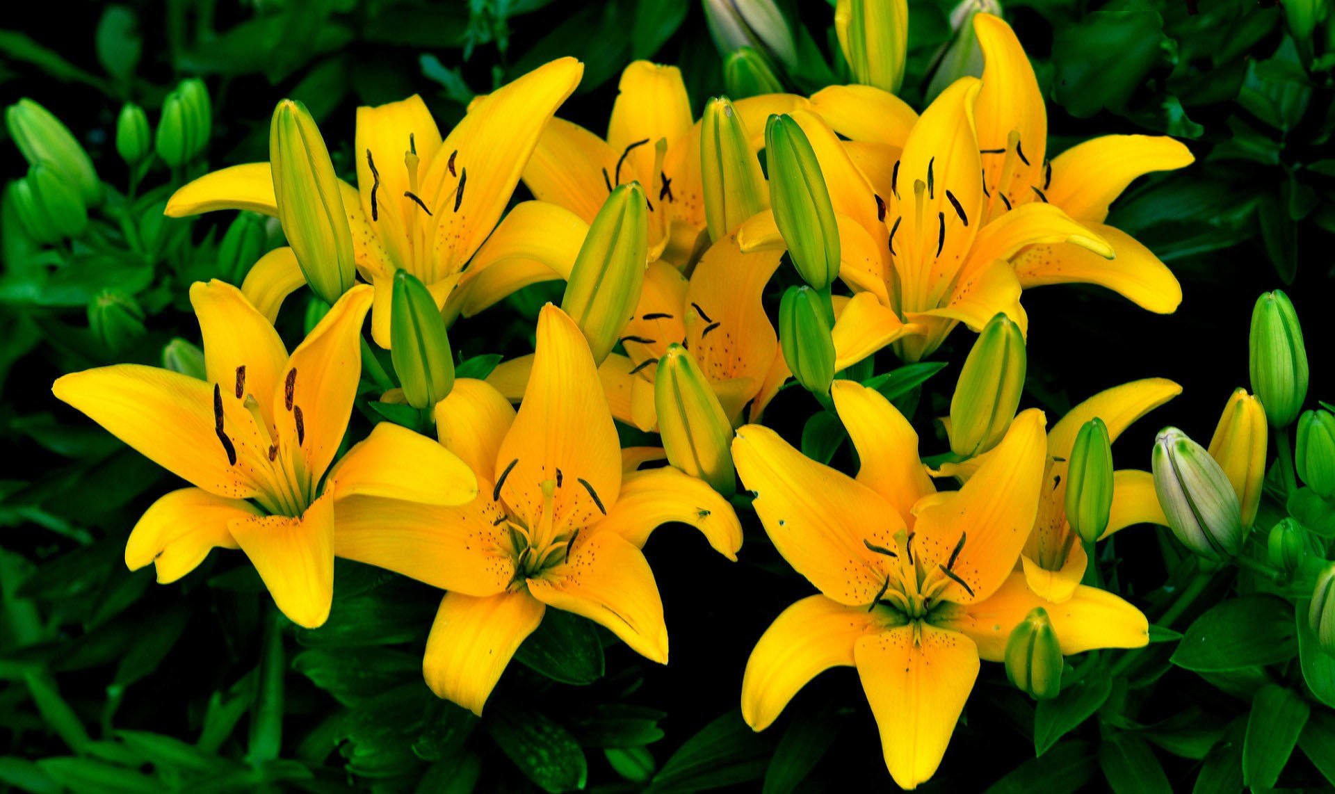 Кустовые лилии желтые