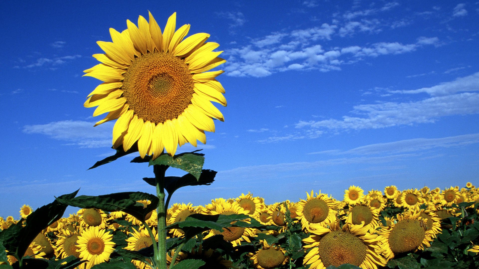 nature, Flower, Beautiful, Flowers, Plant, Colorful, Petals Wallpaper
