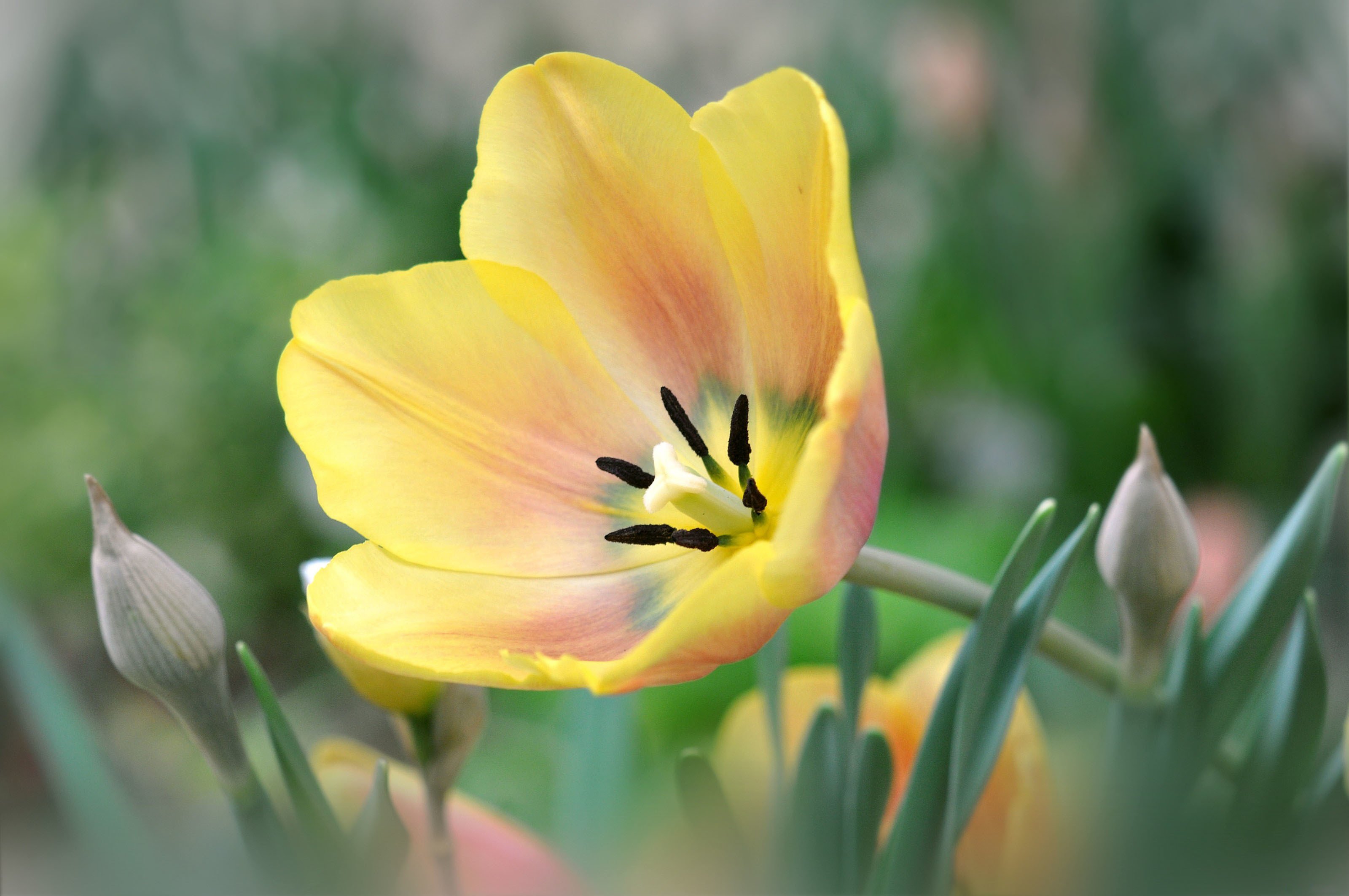 nature, Flower, Beautiful, Flowers, Plant, Colorful, Petals Wallpaper