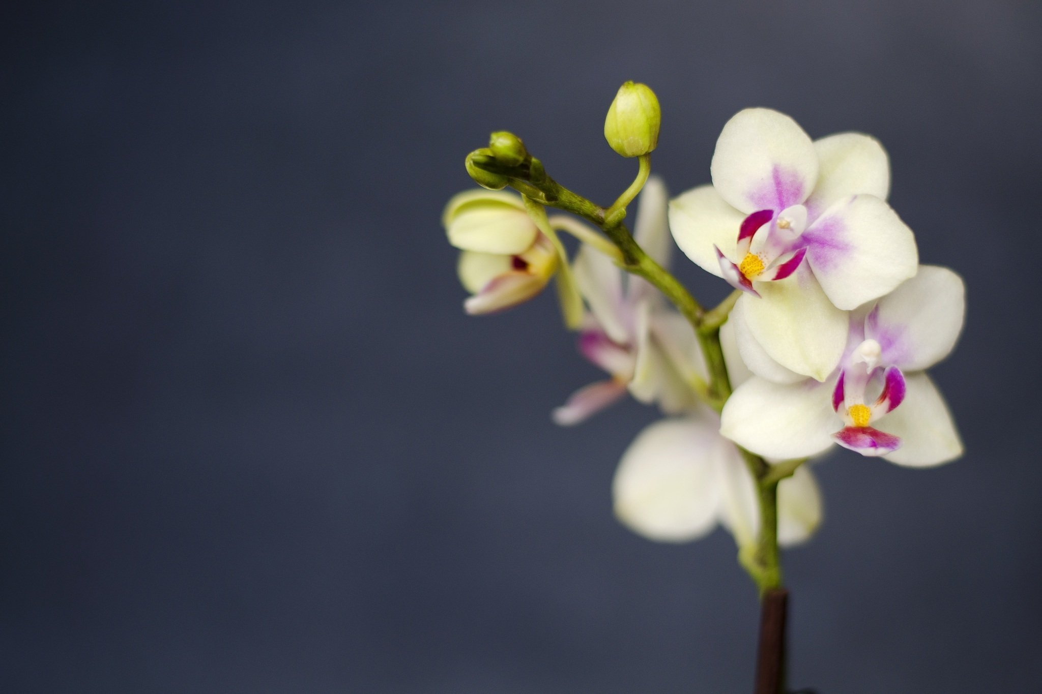 nature, Flower, Beautiful, Flowers, Plant, Colorful, Petals Wallpaper