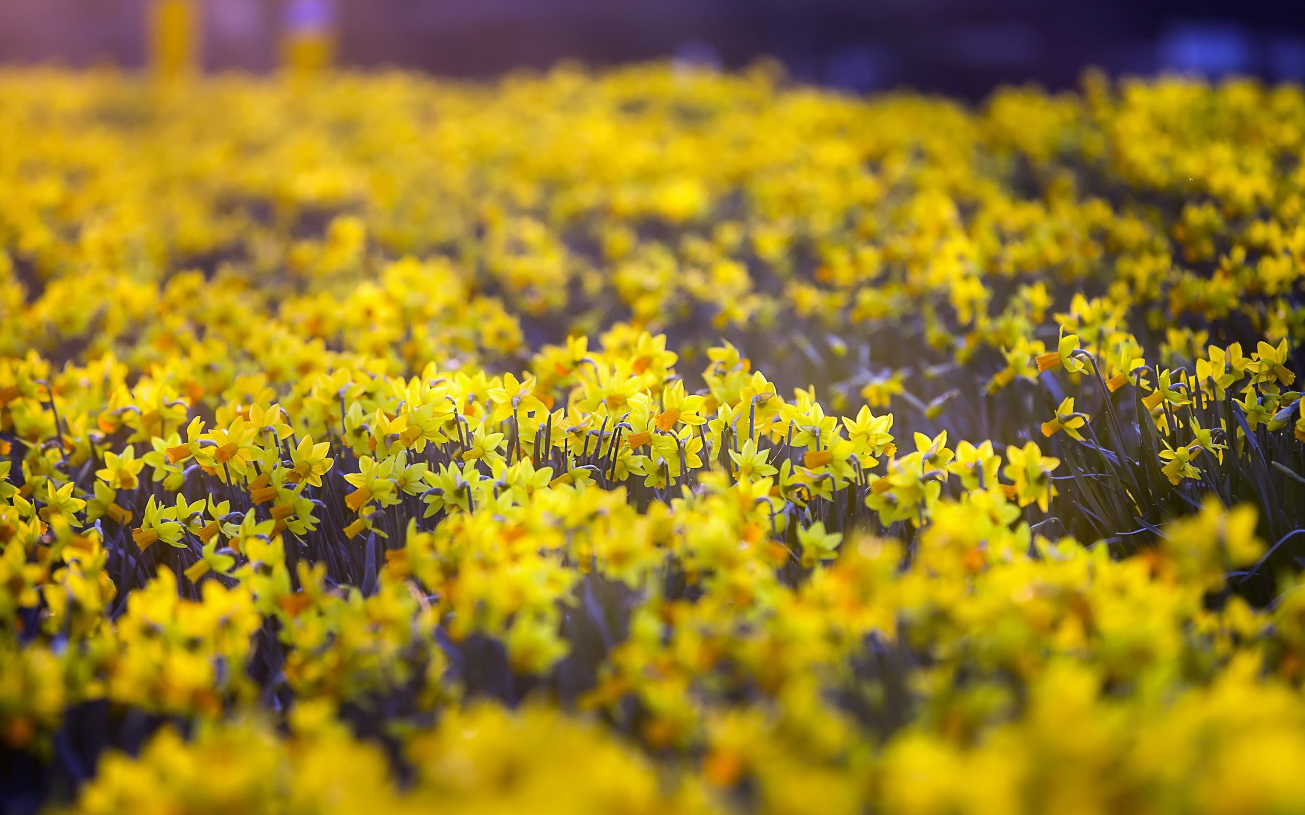 nature, Flower, Beautiful, Flowers, Plant, Colorful, Petals Wallpaper
