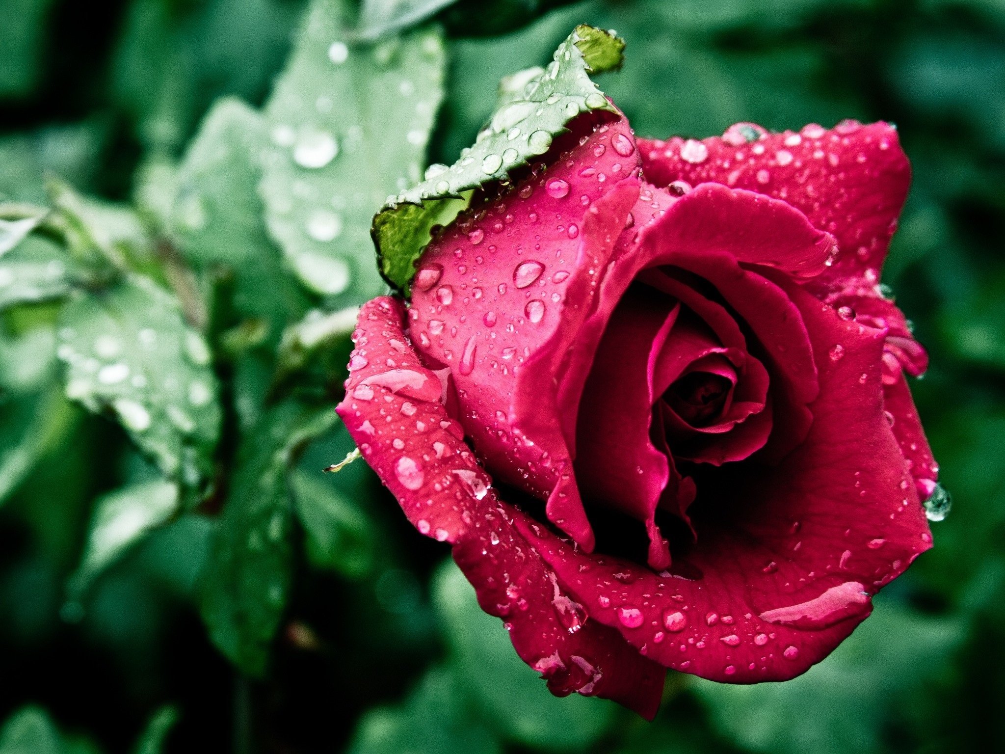 Beautiful Nature With Flowers