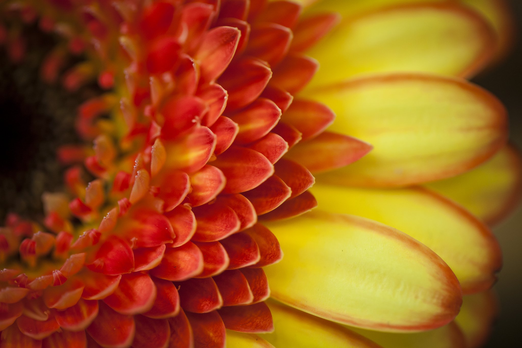 nature, Flower, Beautiful, Flowers, Plant, Colorful, Petals Wallpaper