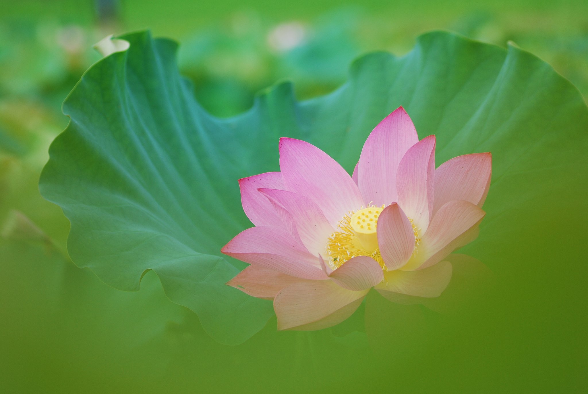 nature, Flower, Beautiful, Flowers, Plant, Colorful, Petals Wallpaper