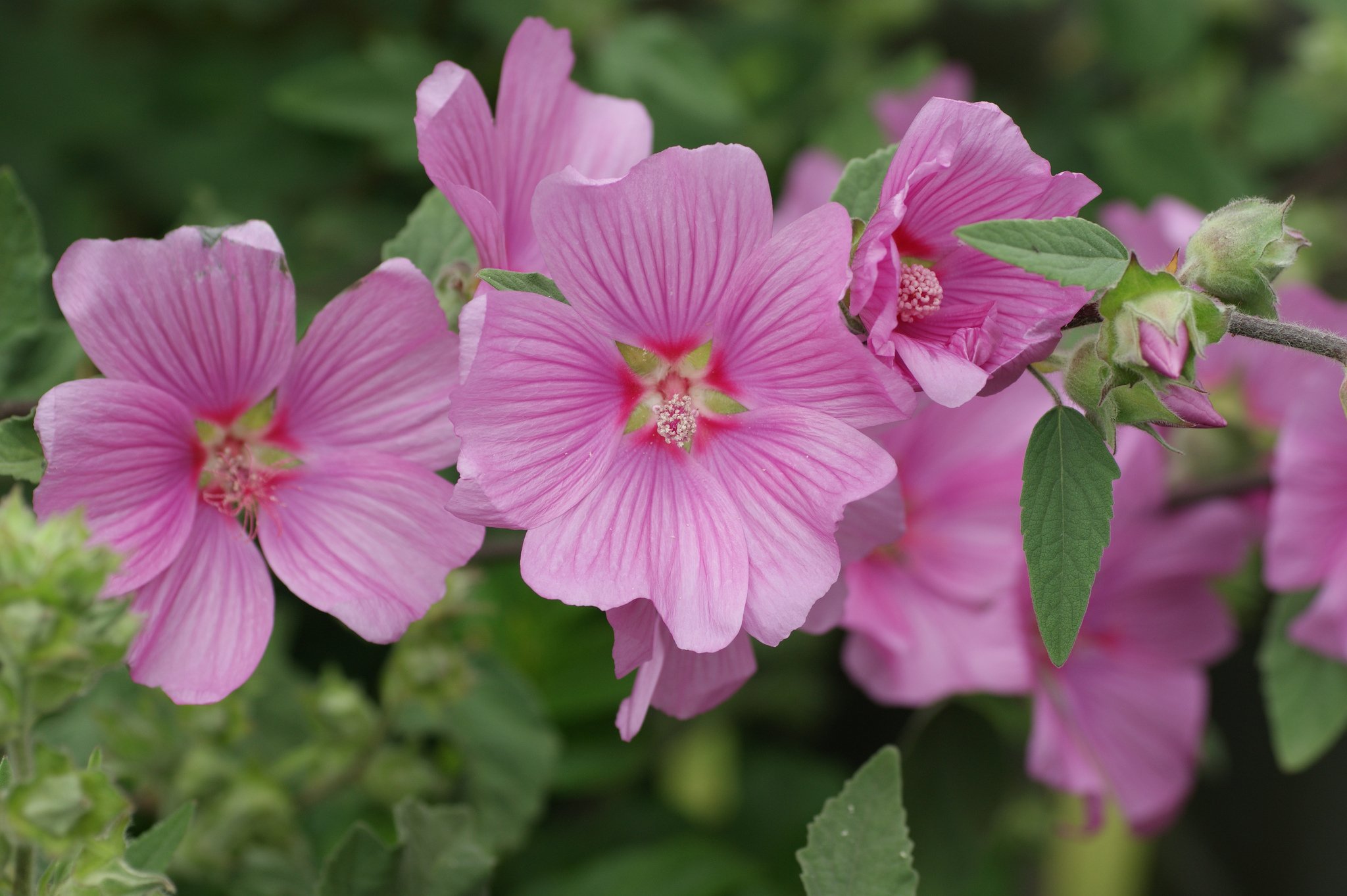 nature, Flower, Beautiful, Flowers, Plant, Colorful, Petals Wallpaper