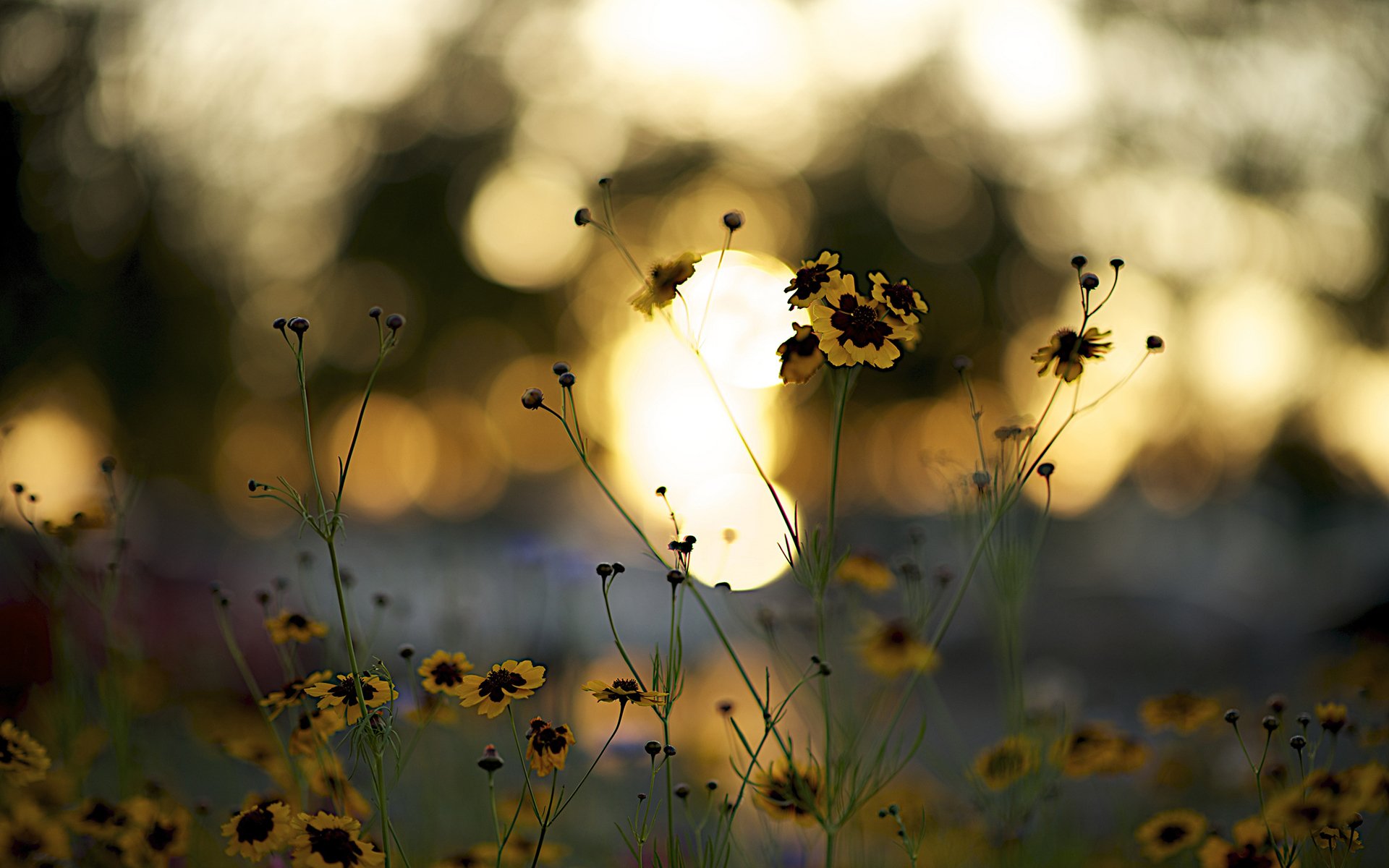 nature, Flower, Beautiful, Flowers, Plant, Colorful, Petals Wallpaper
