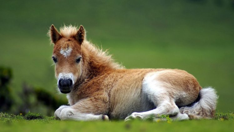 baby, Horse HD Wallpaper Desktop Background