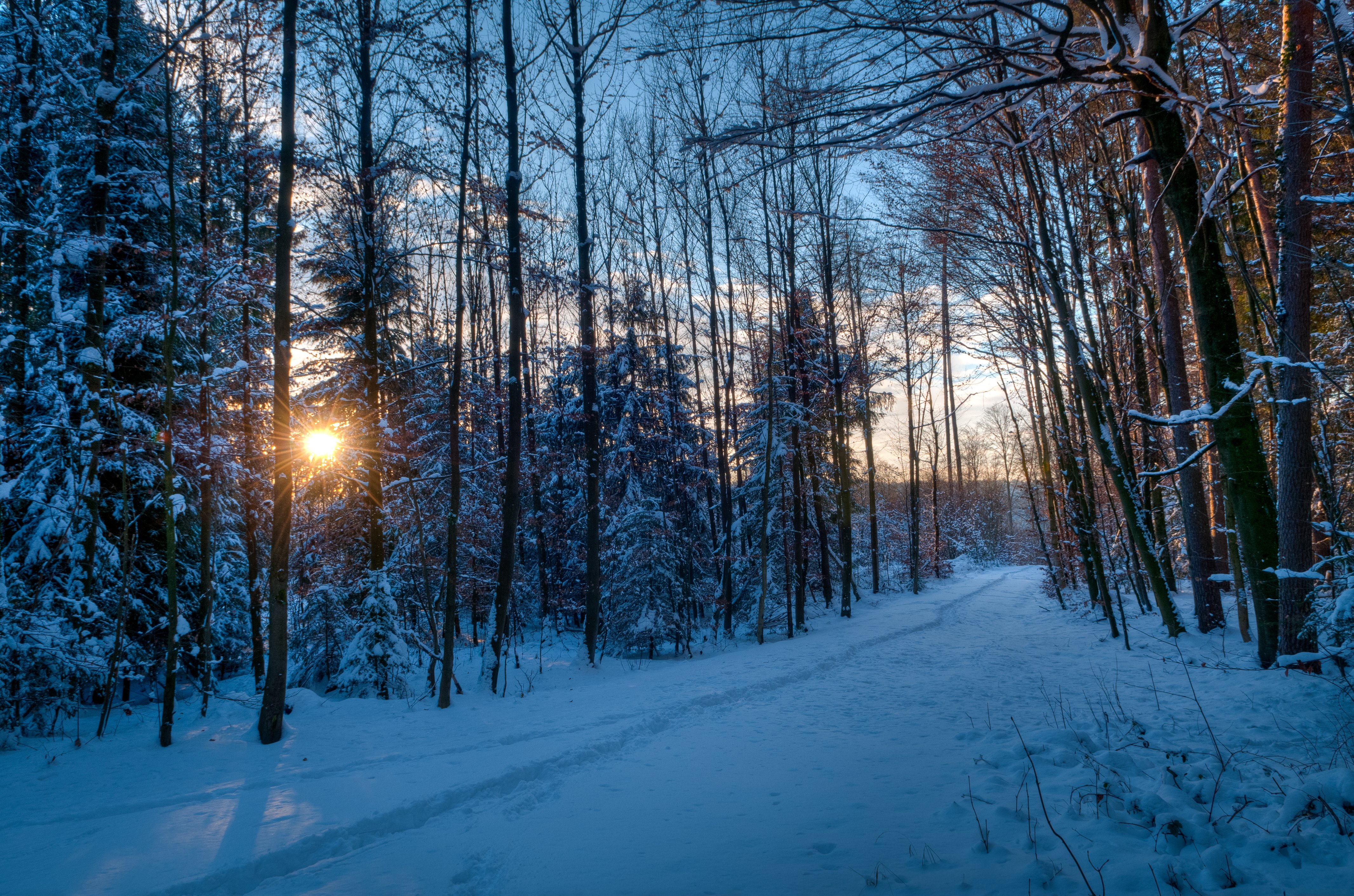 Winter forest. Зимний лес. Зимой в лесу. Заснеженный лес. Тропинка в зимнем лесу.