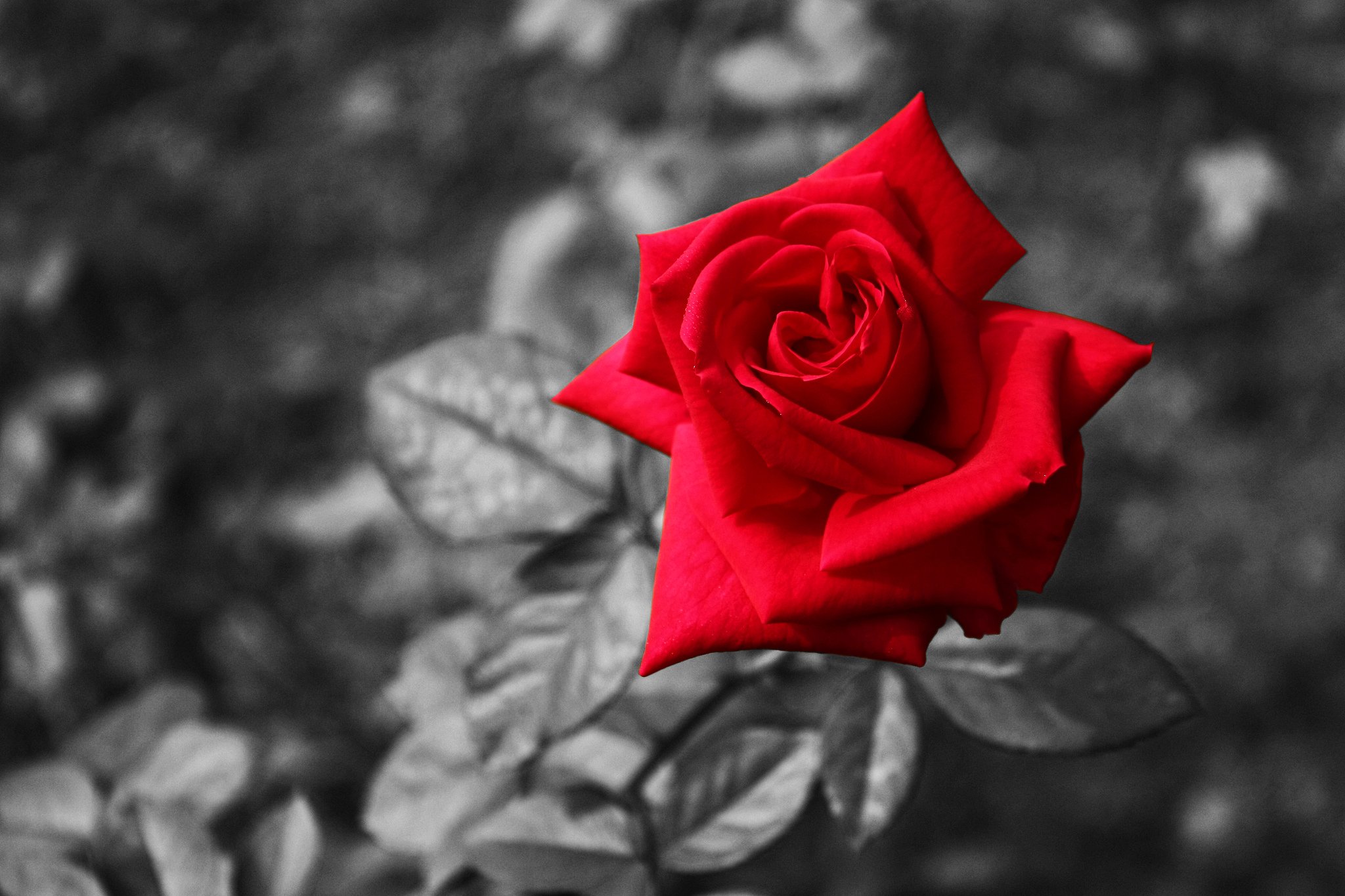 nature, Flower, Beautiful, Flowers, Plant, Colorful, Petals Wallpaper