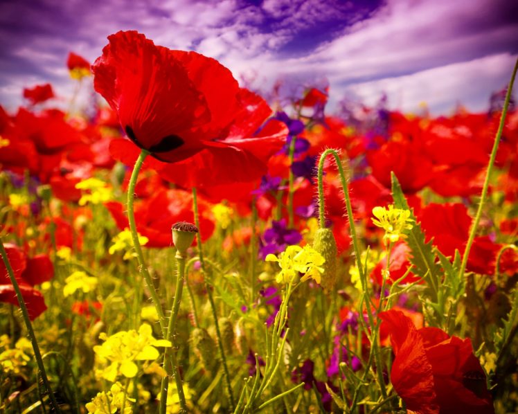 nature, Flower, Beautiful, Flowers, Plant, Colorful, Petals HD Wallpaper Desktop Background